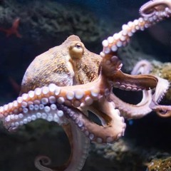 FAKE ID / BABY G-HAD