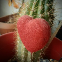 L'amour looks something like you Kate Bush cover acapella