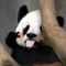 pandasoq