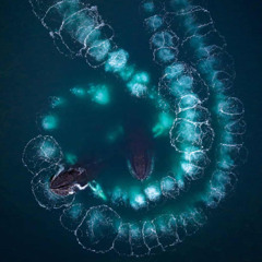 🕸️ shadow 🕸️