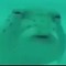 Rodan