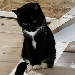 Lili