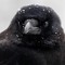 crow