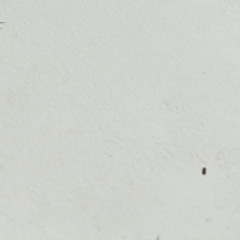 N12345