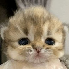 Александр Курседов