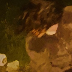 B.D Bones