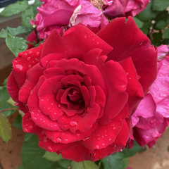 Rose Marie van Leeuwen