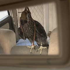 الـكـتـبــي َ 🪶