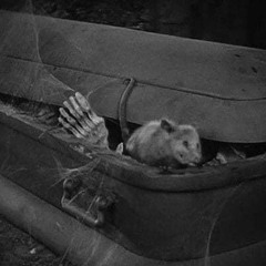 Dracula's Possum
