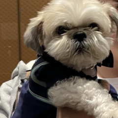 롱롱
