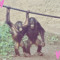 MonkeyLove