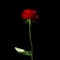 The Rose