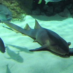 ⭑ nurse shark ⭑
