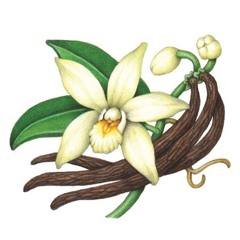 Vanilla Bean