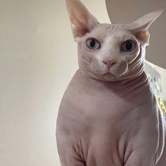 toadKat