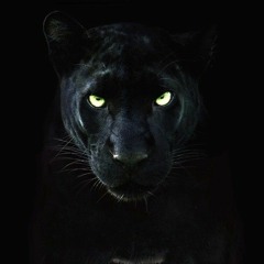 Bagheera