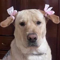 강하지