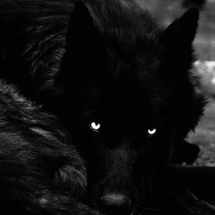 Eyes of the wolf.