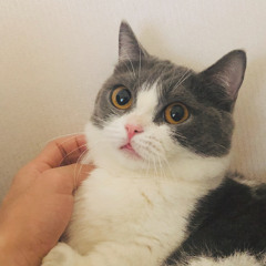 P.