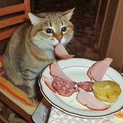 Ham's Cat
