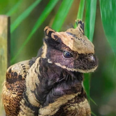 ᜆ᜔ᜐᜋ᜔ᜉᜓᜌ᜔