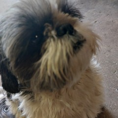 Dog Crack Dealer