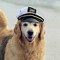 uhhhhhhdogsareepic