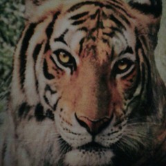 Tigeress|The|Tiger|Lover| (online)