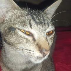 Meowsta
