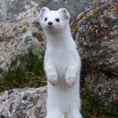 Ermine