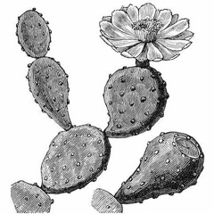 opuntia