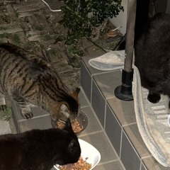 from river side cats town