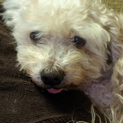 shaggyjuniordoggy