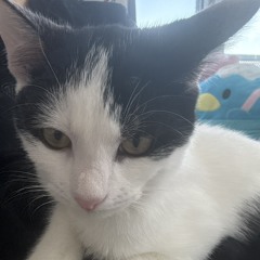 🐾