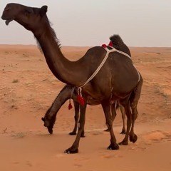 راشد المري💐