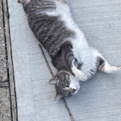 kitty