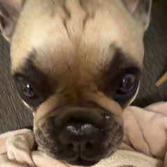 gracieliana