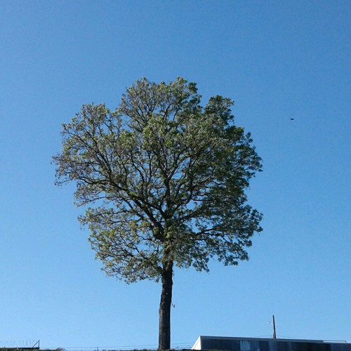 malpais