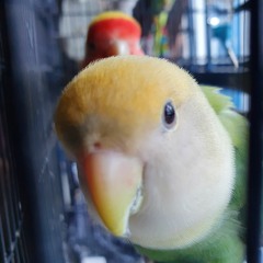 rosei