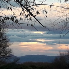 Denise Carine Risdon