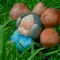 🄿silocybe 🄶uy