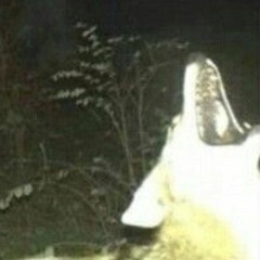 shantysheep