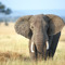 Bass_Elephant