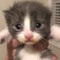 MEOWMEOW