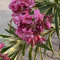 reem al