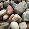 Rock Collector