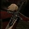 qmydying