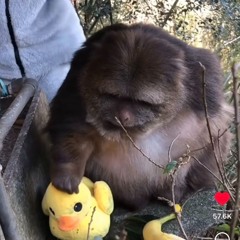 giggi