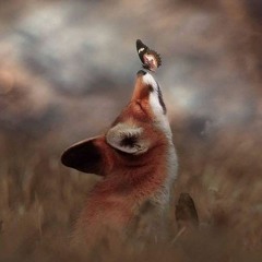 Ali.fox1
