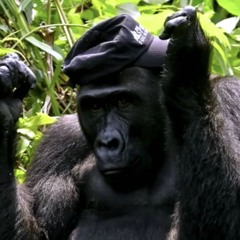 Danilo Alves, o Park